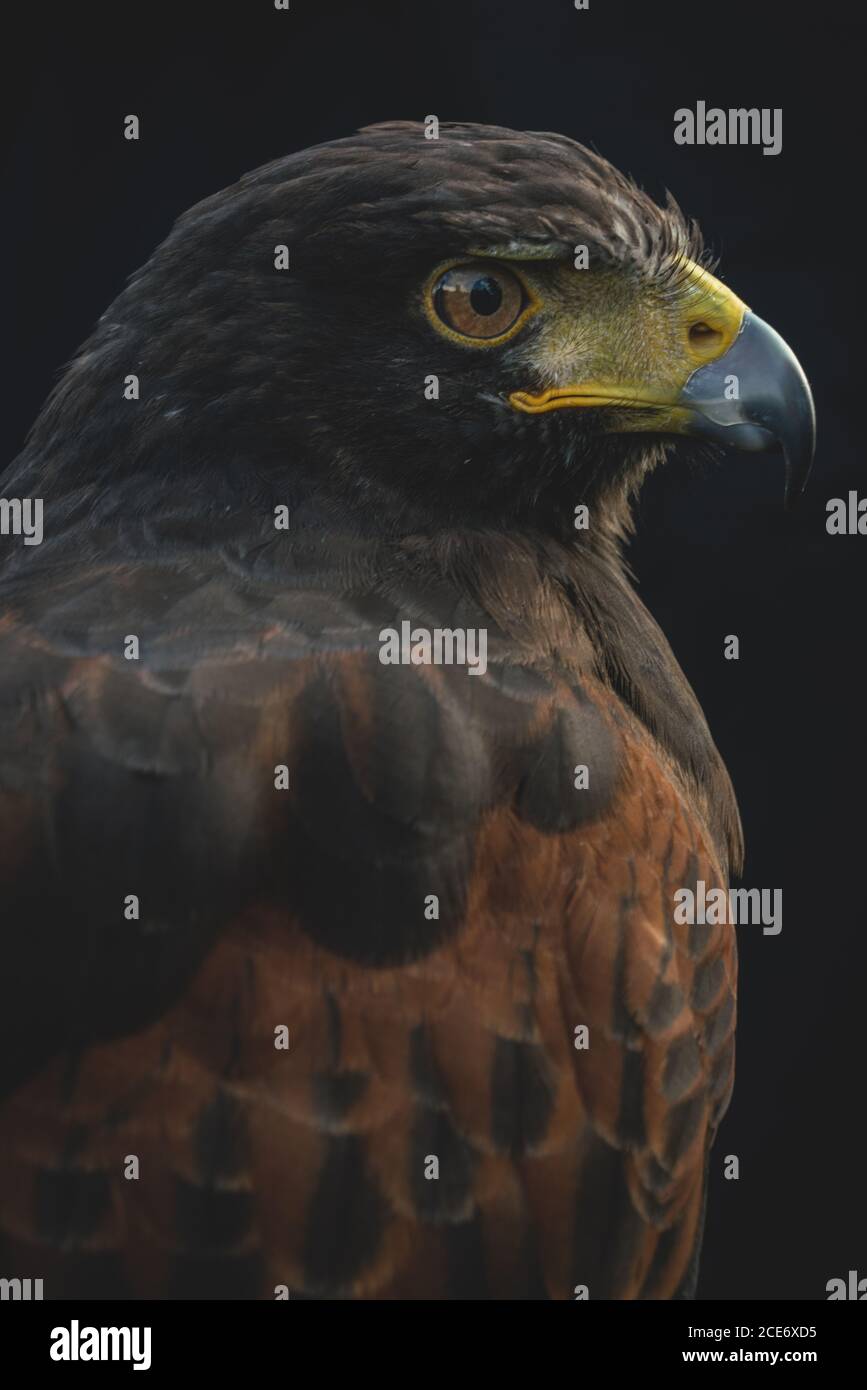 Falcione di Harris che mostra le sue caratteristiche piume marrone scuro, le spalle castane e i segni bianchi sulla coda. Rapace diurno impressionante. Foto Stock