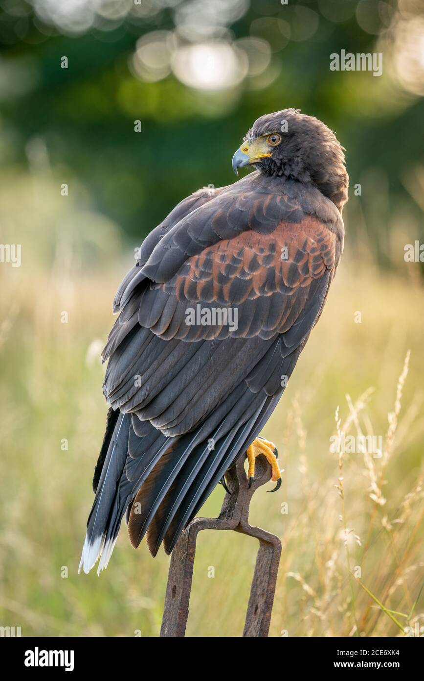 Falcione di Harris che mostra le sue caratteristiche piume marrone scuro, le spalle castane e i segni bianchi sulla coda. Rapace diurno impressionante. Foto Stock