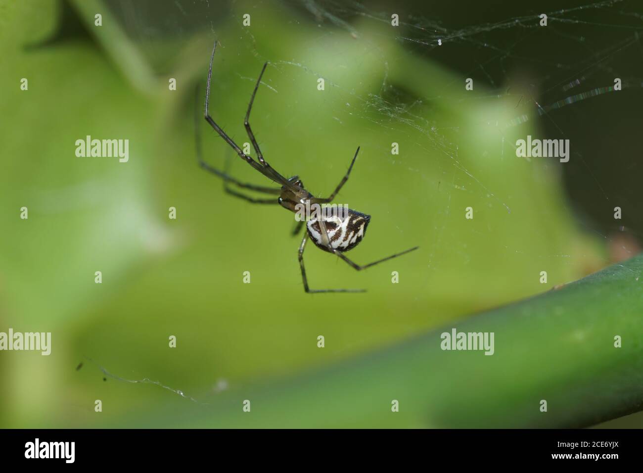 Un ragno piccolo (Linyphia triangularis) della famiglia Linyphiidae nel suo web. Paesi Bassi luglio Foto Stock