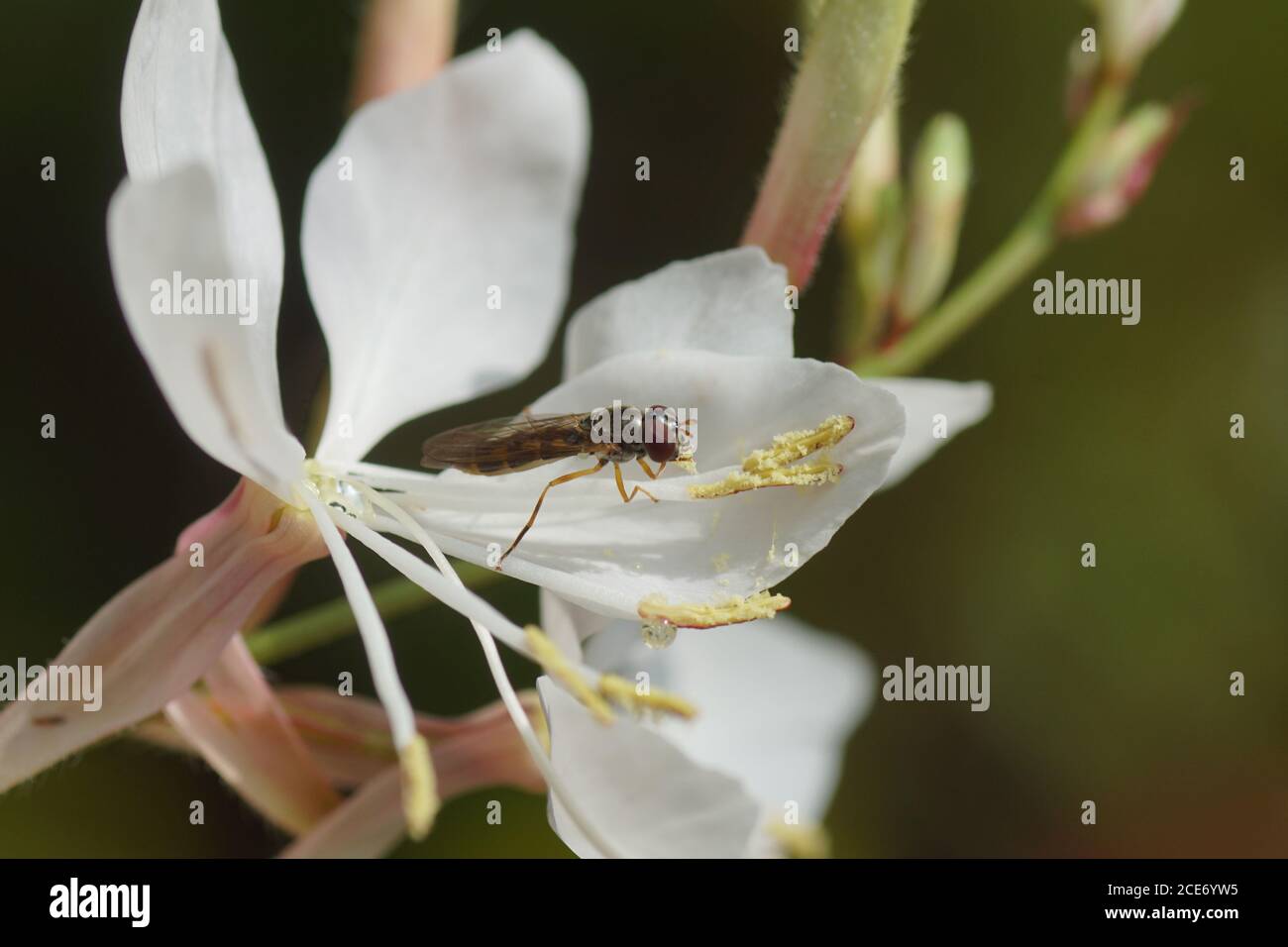 Hover fly (Melanostoma scalare), famiglia Syrphidae su un fiore di una gaura bianca (Gaura lindheimeri), famiglia Onagraceae. Paesi Bassi, luglio Foto Stock