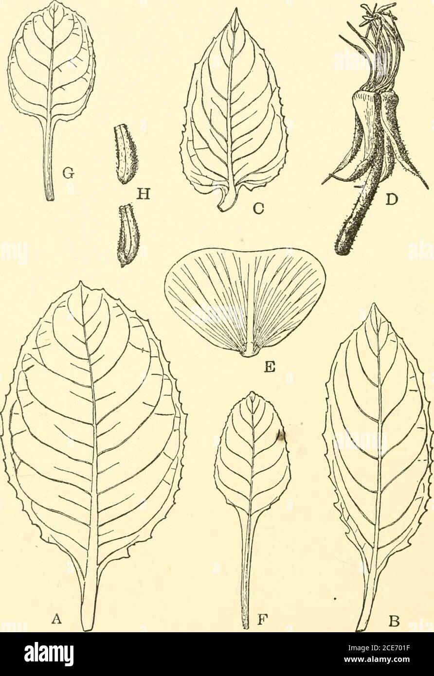 . Relazione annuale del Consiglio di Amministrazione dell'Istituto Smithsoniano . Maiale. 2.-Oenotera ruhrinervis, uno dei mutanti di 0. Lamarckiana. A, B e C, rosetta di lievito; D, foglia da mezzo del gambo fiorente; F, fiore con petali rimossi:G, petalo. Da loro sono anche da vedere in molte altre specie. Per mezzo di illus-traction si deve solo dire che questa pianta, come osservato originariamente da De Vries, è stato trovato per dare da due a cinque plantlet in ogni hun-dred che erano ampiamente divergenti dal tipo, e potrebbe, su 512 ANNUALE, RIFERIRE ISTITUZIONE SMITHSONIAN, 1908. Maturità, essere organizzato in s. Foto Stock . Relazione annuale del Consiglio di Amministrazione dell'Istituto Smithsoniano . Maiale. 2.-Oenotera ruhrinervis, uno dei mutanti di 0. Lamarckiana. A, B e C, rosetta di lievito; D, foglia da mezzo del gambo fiorente; F, fiore con petali rimossi:G, petalo. Da loro sono anche da vedere in molte altre specie. Per mezzo di illus-traction si deve solo dire che questa pianta, come osservato originariamente da De Vries, è stato trovato per dare da due a cinque plantlet in ogni hun-dred che erano ampiamente divergenti dal tipo, e potrebbe, su 512 ANNUALE, RIFERIRE ISTITUZIONE SMITHSONIAN, 1908. Maturità, essere organizzato in s. Foto Stock