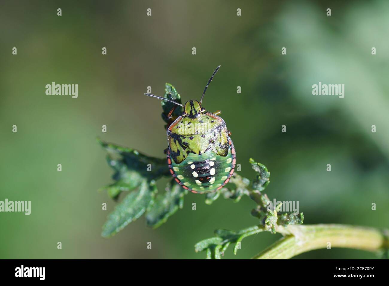 Ninfa di uno stinkbug verde (Nezara viridula) della famiglia Pentatomidae su una pianta. Slovenia, settembre Foto Stock