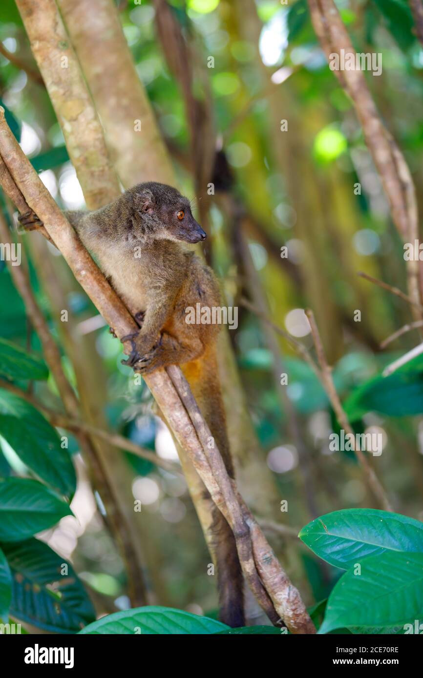 Femmina bianca di capo-lemur Madagascar wildlife Foto Stock