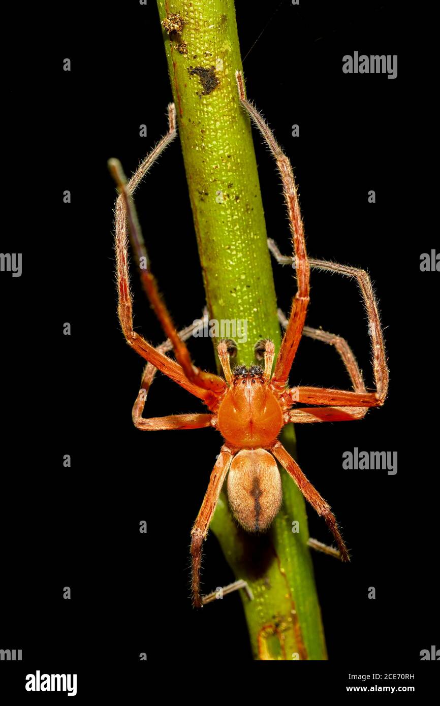 Ragno arancione malgascio, fauna selvatica malgascia Foto Stock