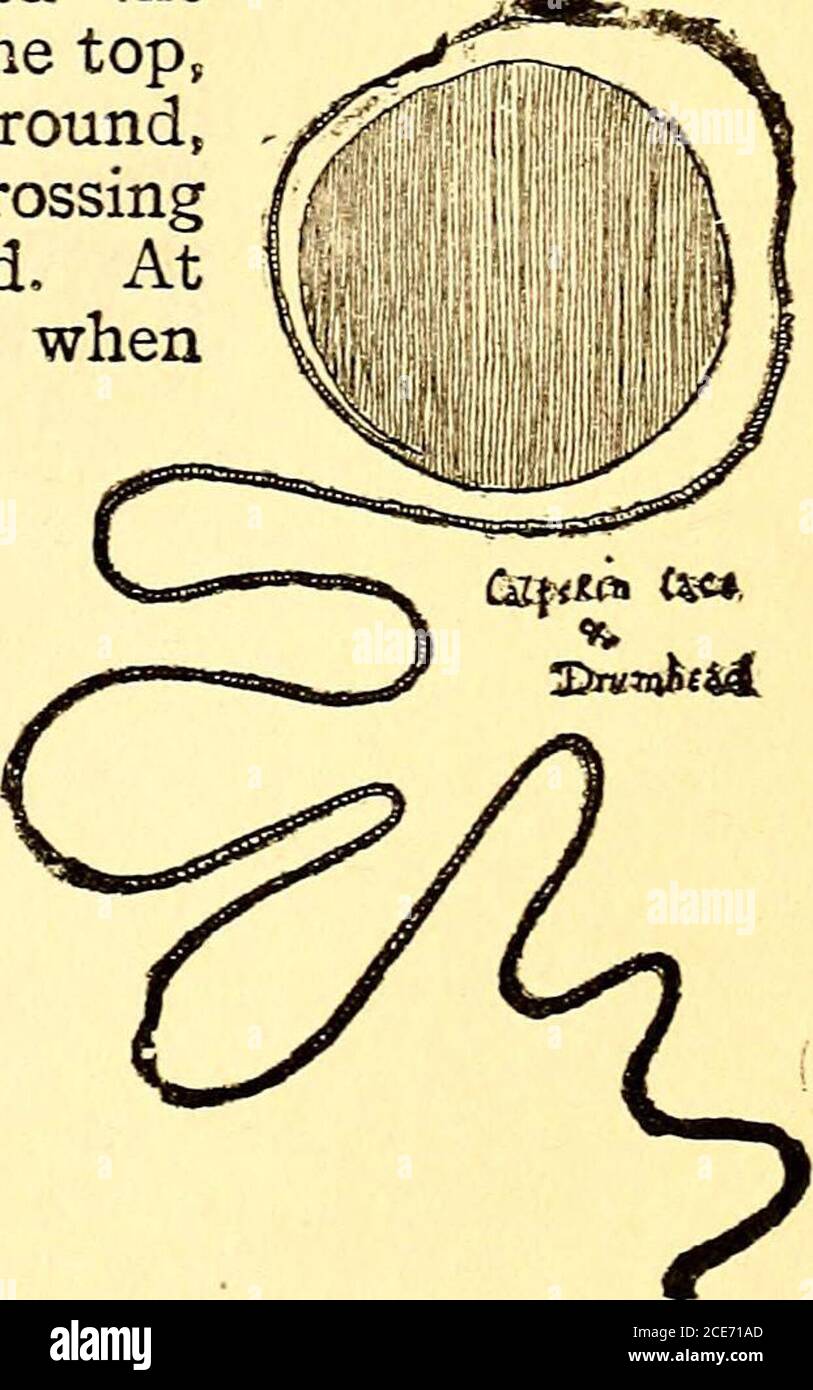 . Due piccoli selvaggi : essere le avventure di due ragazzi che vivevano come indiani e ciò che imparavano. Con oltre trecento disegni . r,con sapone per eliminare il grasso, raschiandoli su entrambi i lati con un coltello smussato; poi raddrizzatonel bordo esterno del più grande, E tagliare un sottile stripround e intorno a lui fino a che ha avuto circa sessanta piedi di linea cruda-pelle, circa tre quarti di un pollice largo-questo ha ritorto, rotolato e teso fino a che non è asarly rotondo, poi ha tagliato dal resto acirc pezzo di lar trenta pollici attraverso, e una seconda parte dell'altra pelle non strizzata. Lui laidthese uno sulla Th Foto Stock