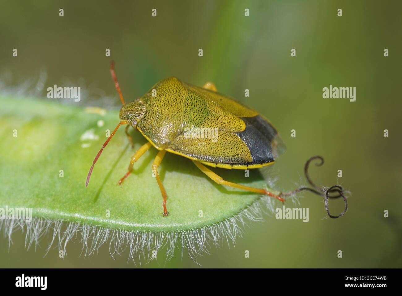 Un bug scudo di gola (Piezodorus lituratus) su un gruppo di semi di scopa comune. Giugno, nelle dune olandesi vicino al villaggio di Bergen. Foto Stock