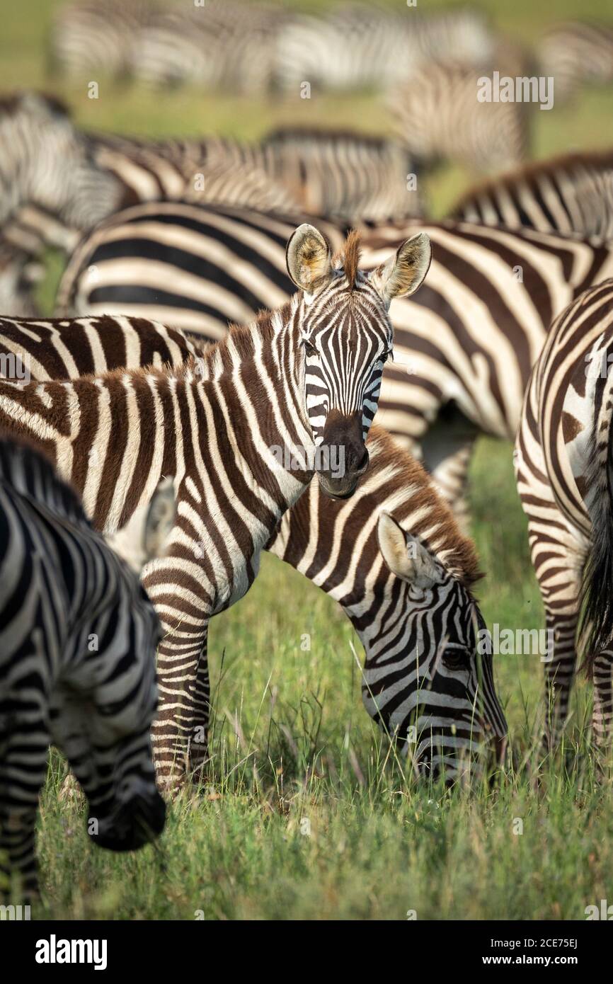 Giovane zebra in piedi tra il suo gregge guardando dritto alla macchina fotografica Nel Parco Nazionale di Serengeti in Tanzania Foto Stock