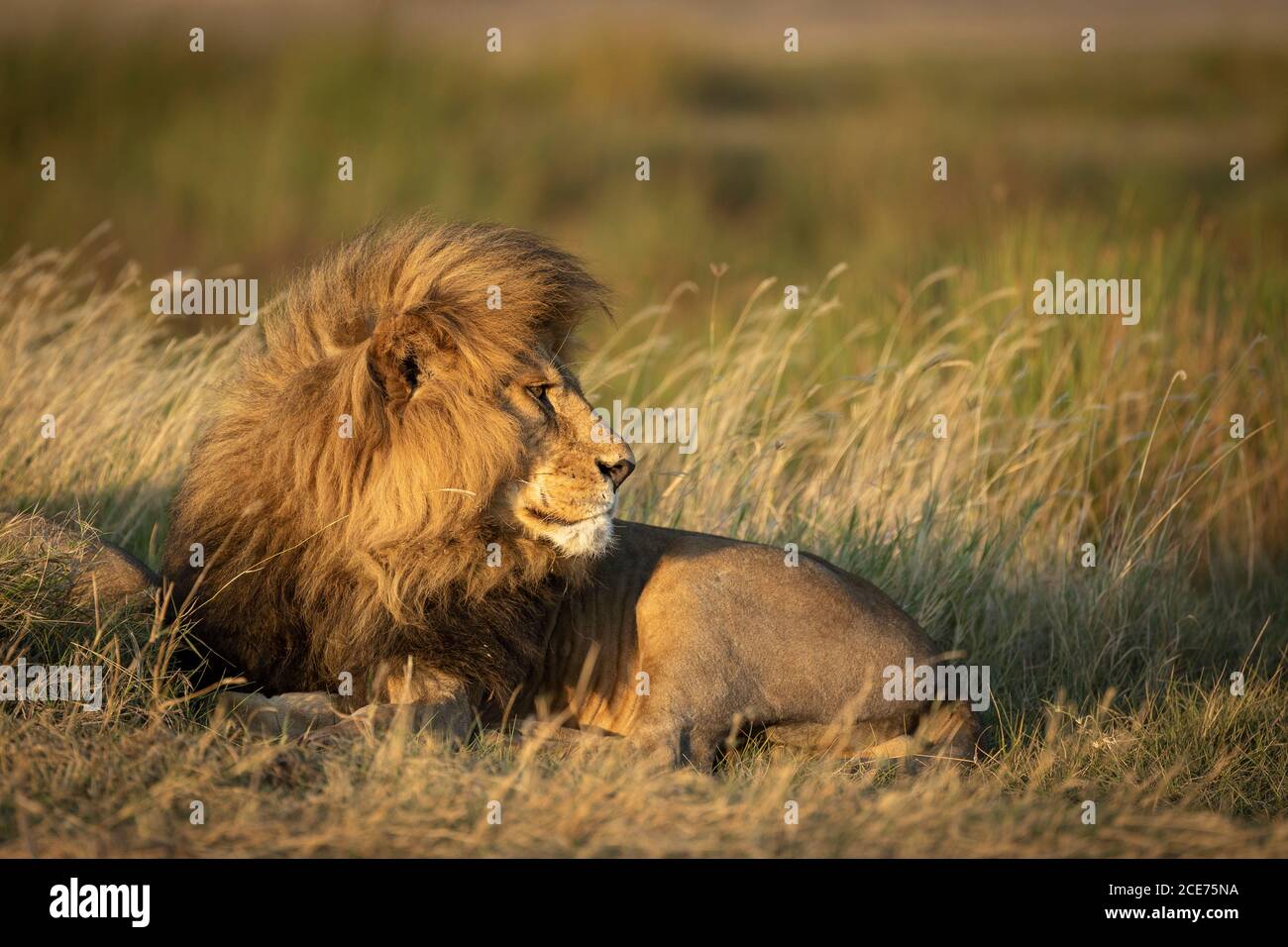 Vista laterale del leone maschile sdraiata in basso guardando allerta in Serengeti Parco Nazionale in Tanzania Foto Stock