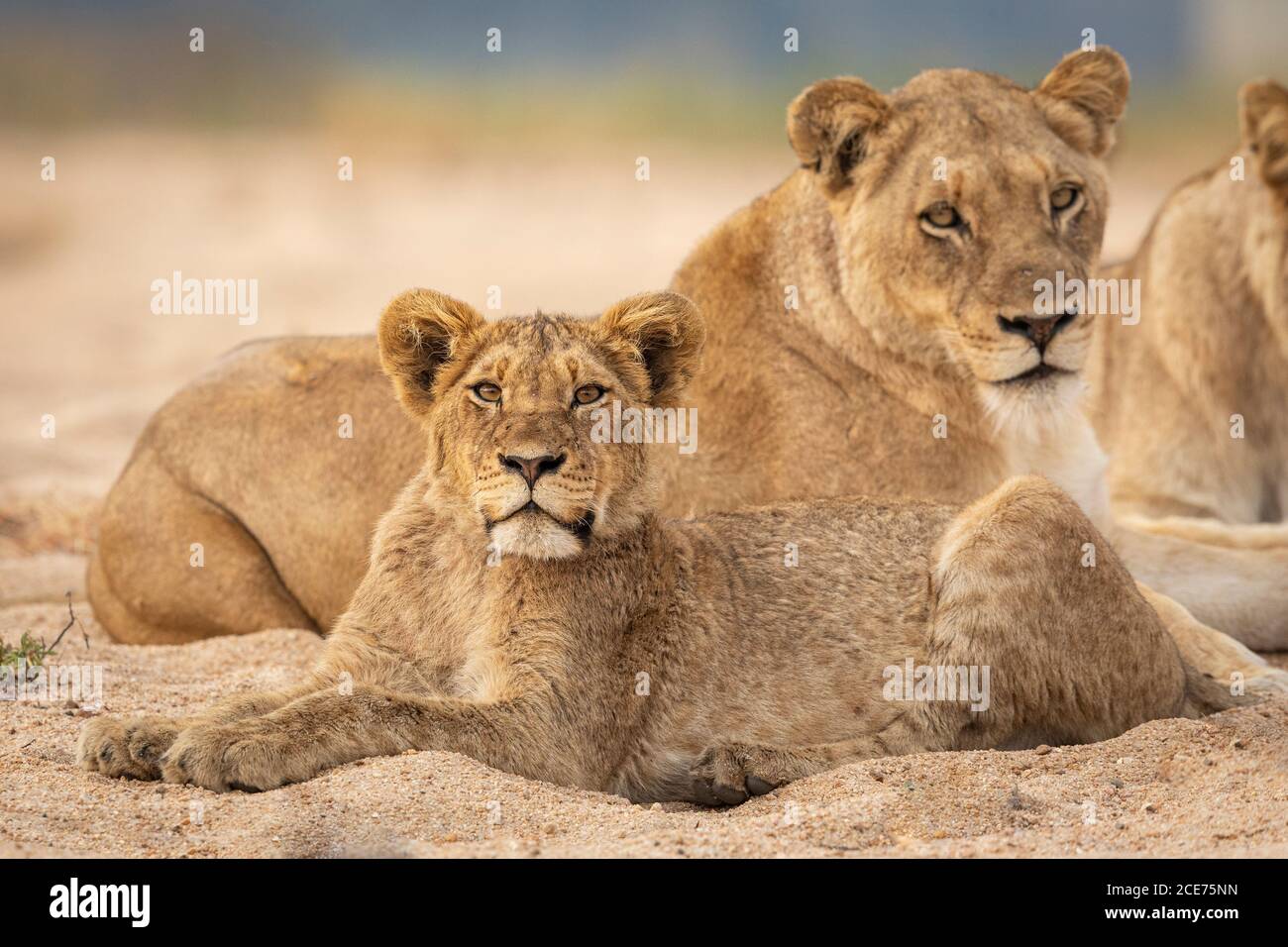 Leone orgoglio riposante in un letto di sabbia con un leone giovane In primo piano nel Parco Nazionale Kruger Foto Stock