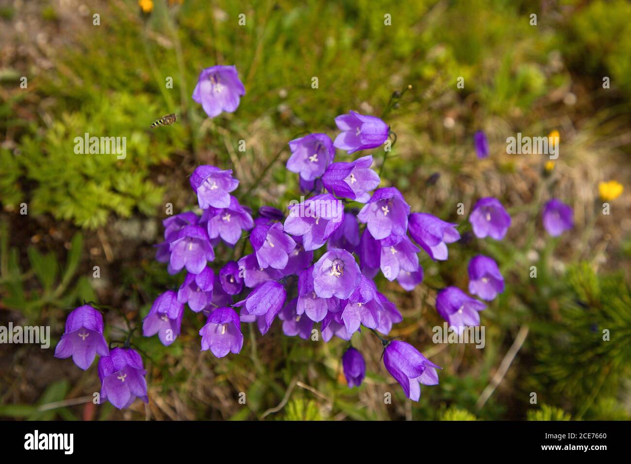 Viola Bellflower vicino al percorso turistico su piccola striscia di erba tra le rocce in High Tatra, Slovacchia Foto Stock