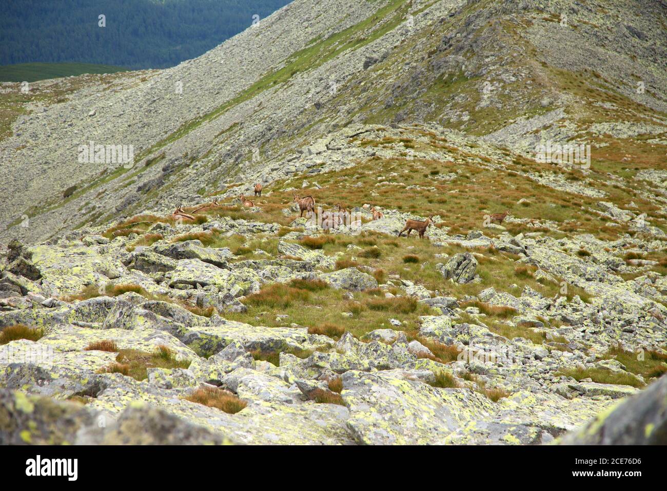 Confezione di camosci selvatici sul prato roccioso di High Tatra, Slovacchia Foto Stock Confezione di camosci selvatici sul prato roccioso di High Tatra, Slovacchia Foto Stock