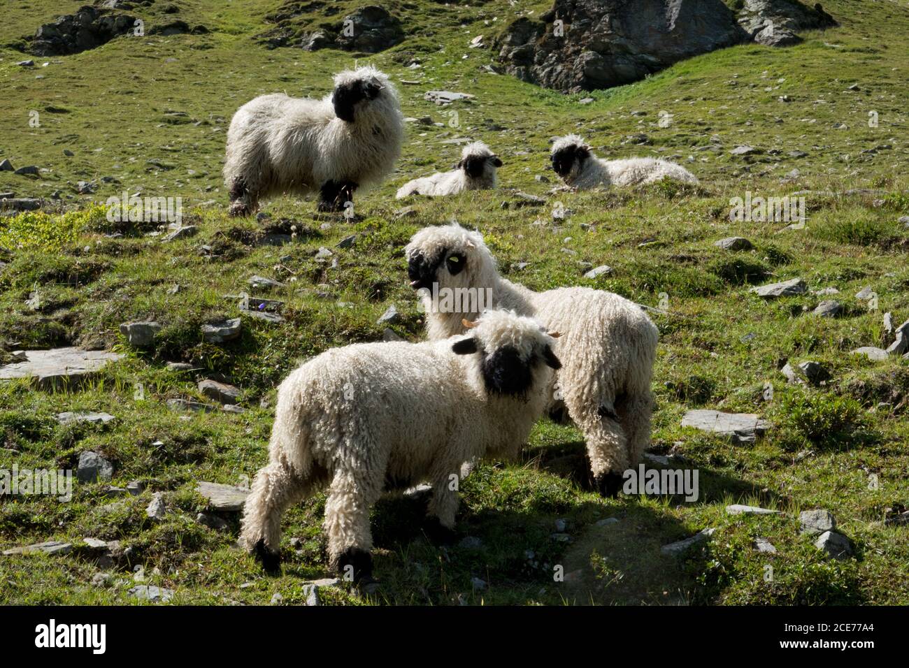 Cinque pecore Valains Blacknose su un prato alpino, quattro agnelli e una pecora Foto Stock