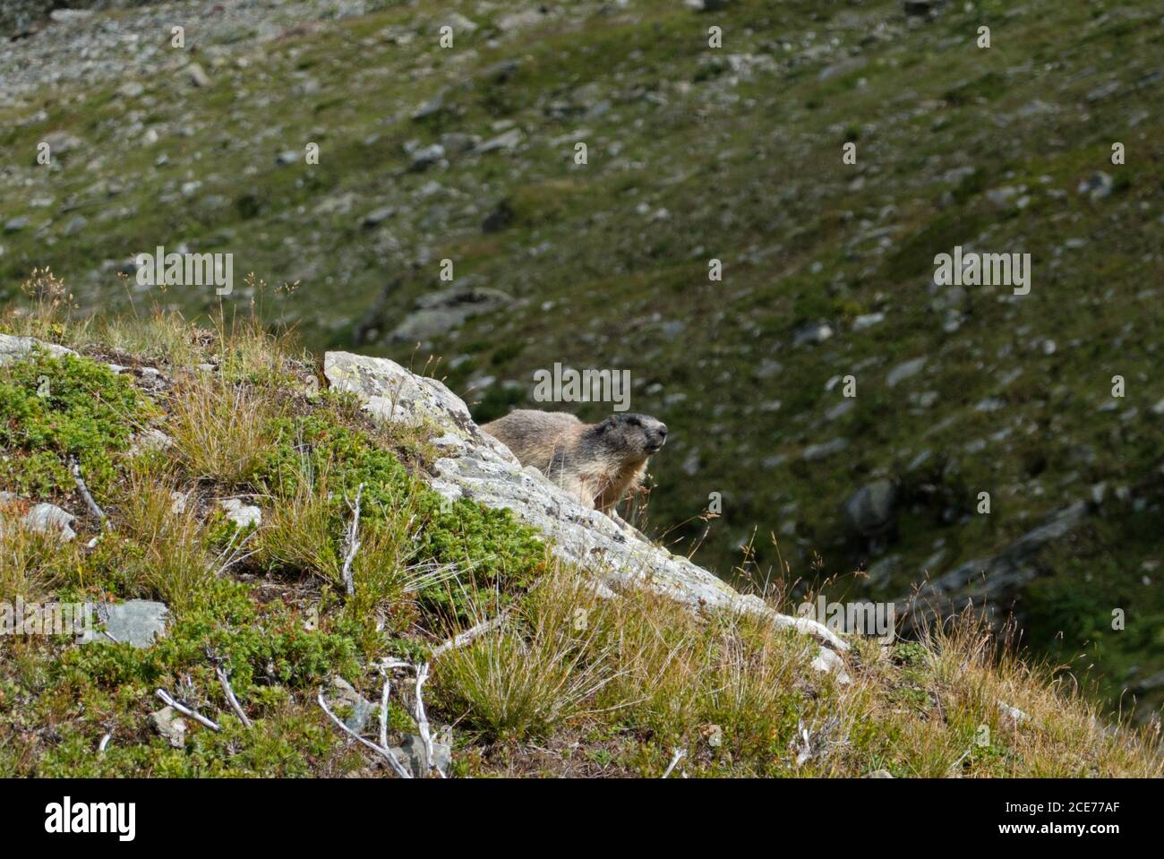 Marmotta alpina, marmota in un paesaggio alpino Foto Stock