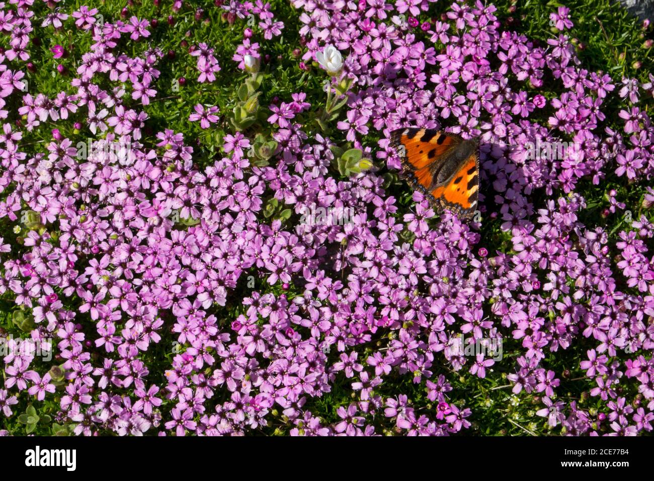 Farfalla arancione rossastra, una piccola tartaruga su fiori rosa di gelsomino di roccia, che cresce in un cuscino denso Foto Stock