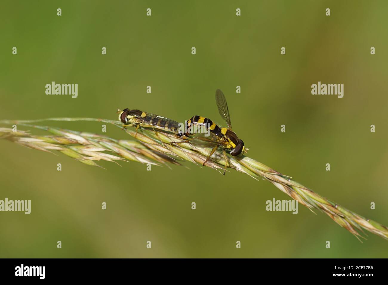Due volanti lunghi (Sphaerophoria scripta), famiglia Syrphidae su erba in un giardino olandese. Estate, Paesi Bassi, Giugno Foto Stock