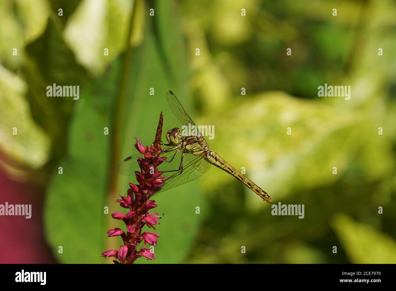 La famiglia dei Libellulidi su fiori Knotweed, il polygonum ampexicaule, la famiglia dei Libellulidae. Foto Stock