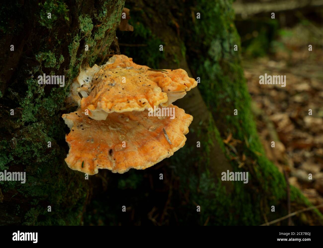 Pollo dei funghi del bosco Laetiporus sulfureus che cresce su un albero. Foto Stock