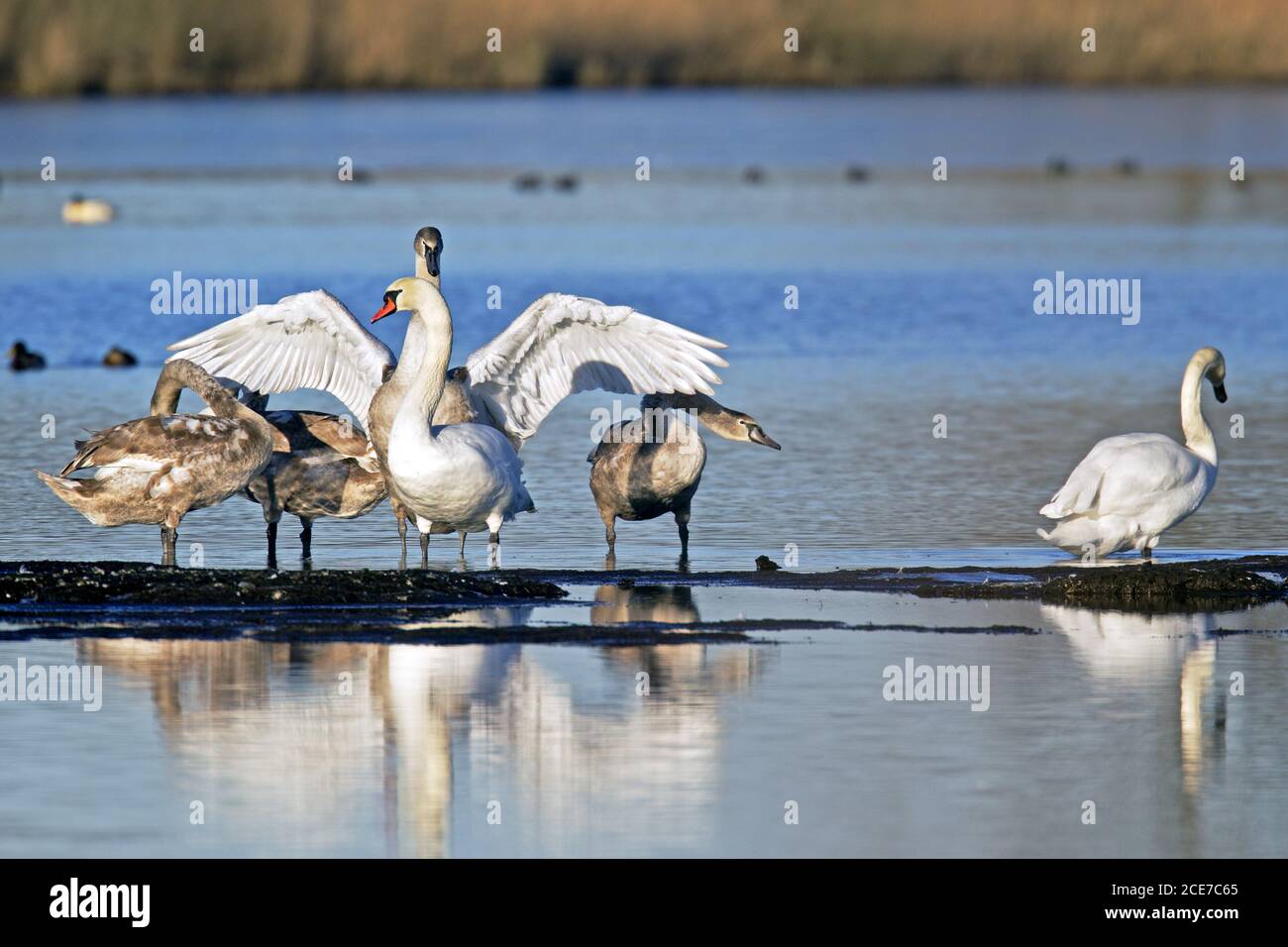 Mute Swan famiglia / Cygnus olor Foto Stock