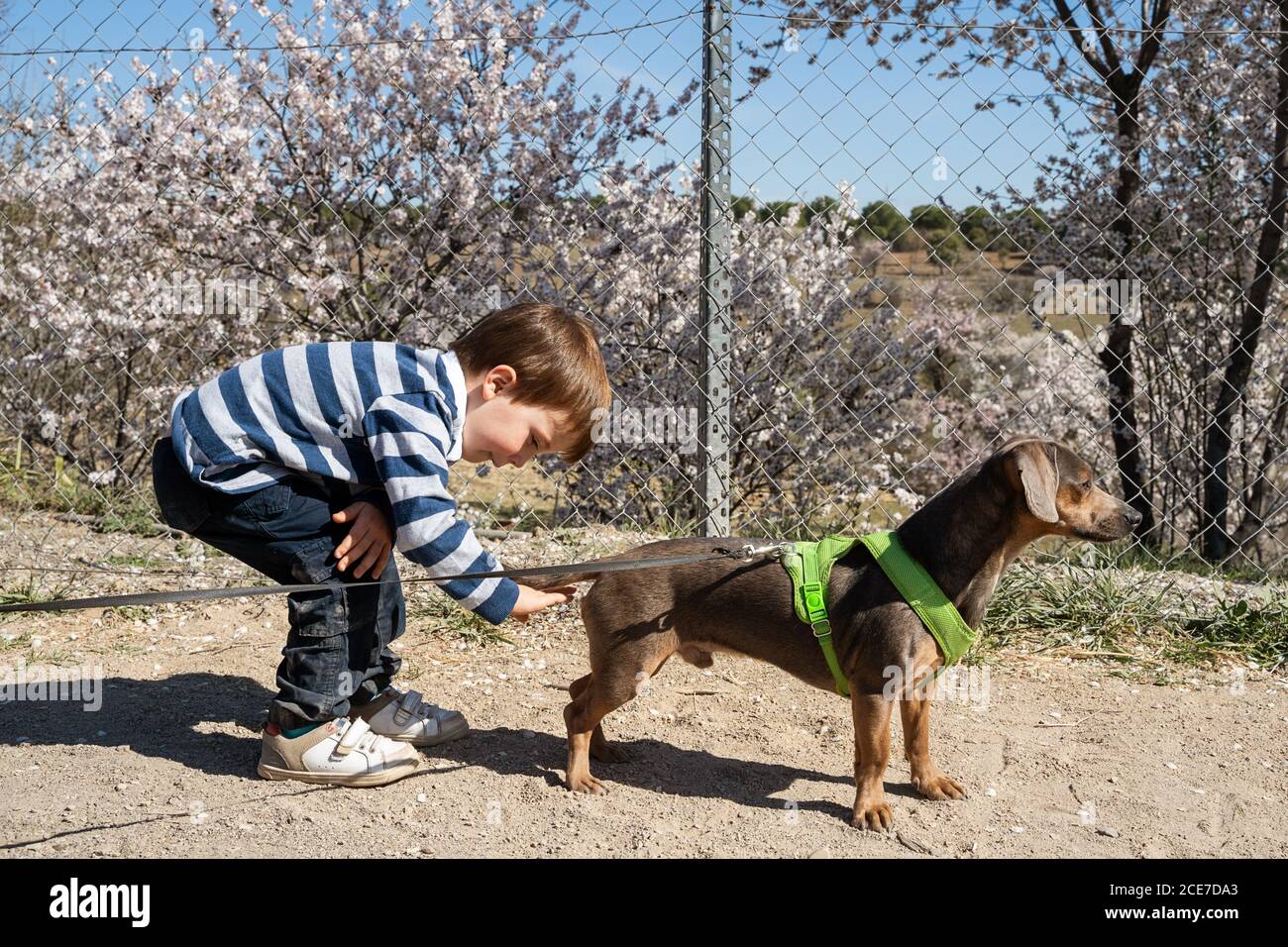 Vista laterale di adorabile bambino che gioca con carino piccolo cane nel parco con alberi in fiore Foto Stock
