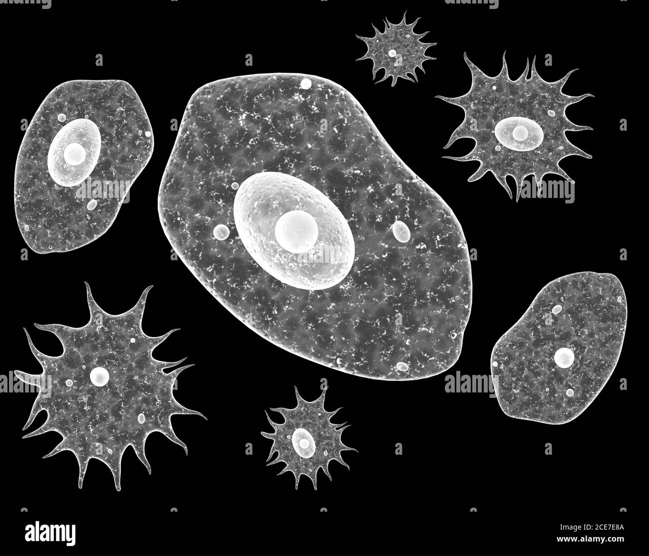 Amebas, batterie patogeniche o virus. Virus al microscopio. Moltiplicazione  rapida dei batteri. Infezione e microbi. Isolato su sfondo nero Foto stock  - Alamy