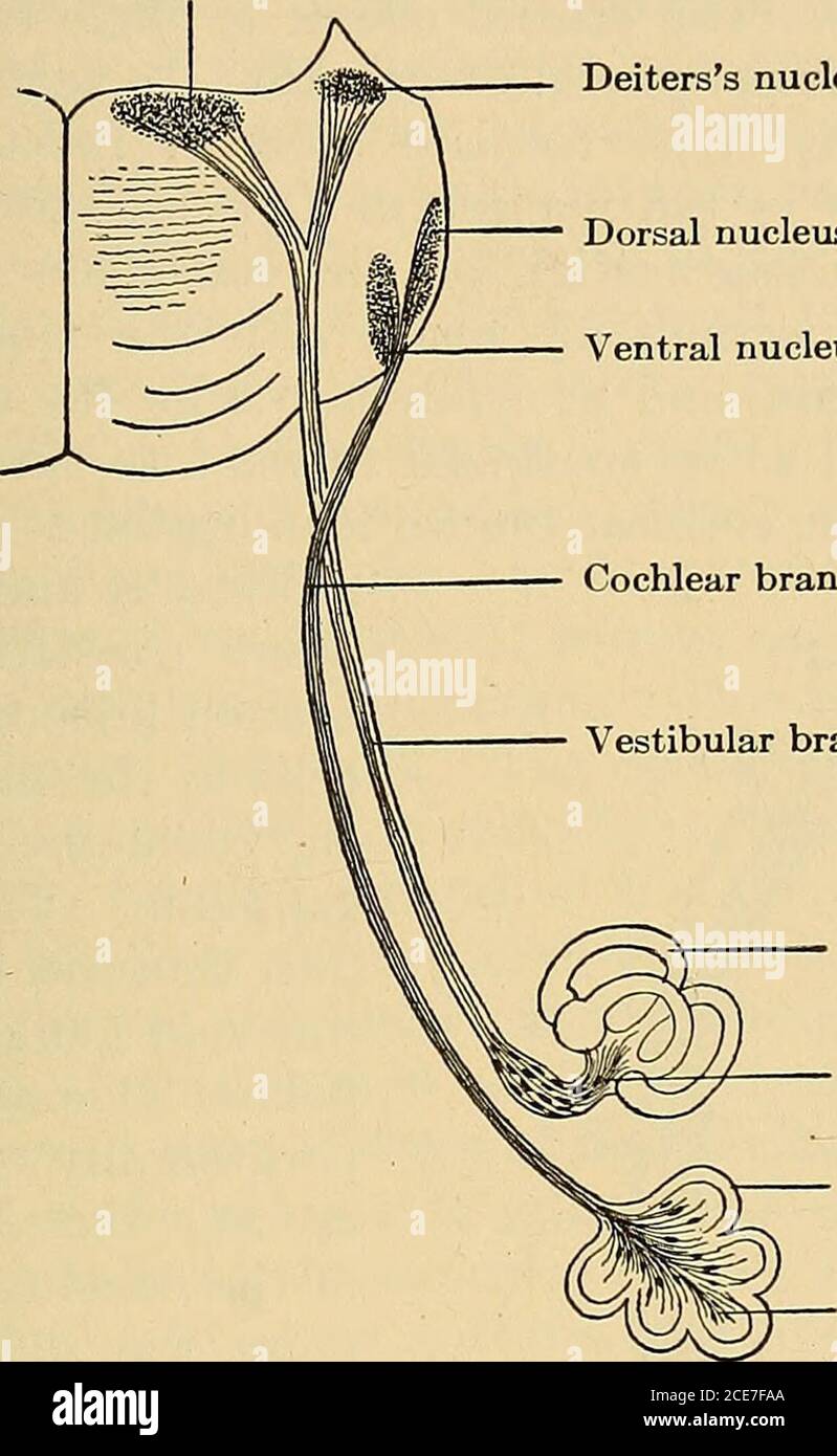 . Un testo-libro di fisiologia : per gli studenti di medicina e medici . città per evocare una reazione psichica. Il Centro uditivo. - la posizione dell'area uditiva è stata investigata lungo linee simili a quelle utilizzate per il Centro di visualizzazione. Il lavoro fisiologico sperimentale ha prodotto risultati di varyingnelle mani di diversi osservatori. Munk e Ferrierpiazzano il centro corticale per l'udito nel lobo temporale, LE AREE DI RILEVAMENTO E LE AREE DI ASSOCIAZIONE. 213 nonostante i risultati negativi di Schafer e di altri, questa localizzazione è stata dimostrata sostanzialmente corretta. Ablazione intera sia temporale Foto Stock