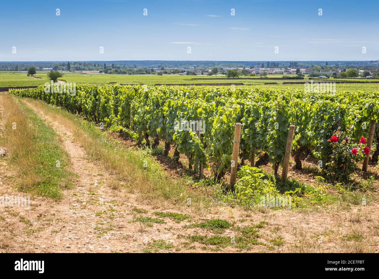 Vista di nel vigneto in Borgogna Bourgogne casa di pinot nero e chardonnay in estate giorno con cielo blu. Costa d'Or Foto Stock