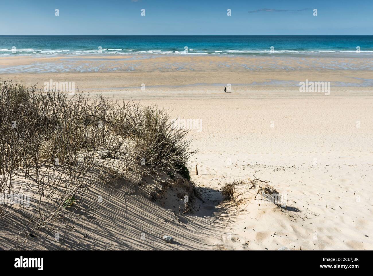 Vegetazione che cresce sul sistema di dune di sabbia che domina una spiaggia completamente deserta Fistral a Newquay in Cornovaglia. Foto Stock Vegetazione che cresce sul sistema di dune di sabbia che domina una spiaggia completamente deserta Fistral a Newquay in Cornovaglia. Foto Stock