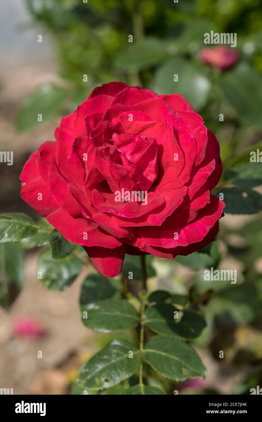 Il reale Guglielmo rosa Rosa ‘KORzaun’. Foto Stock