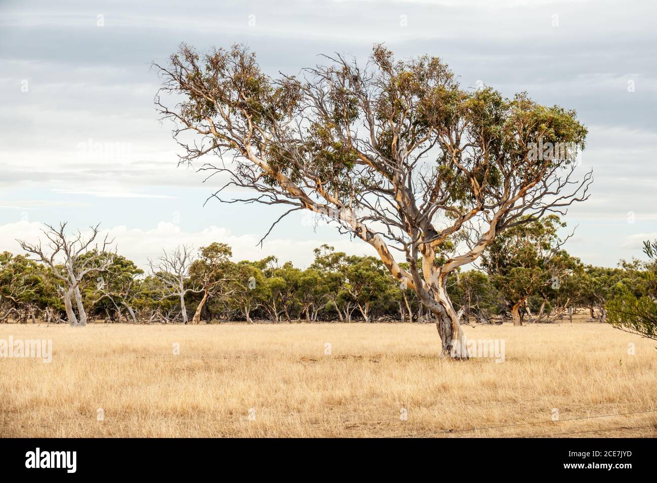 Albero di eucalipto in un paesaggio australiano Foto Stock