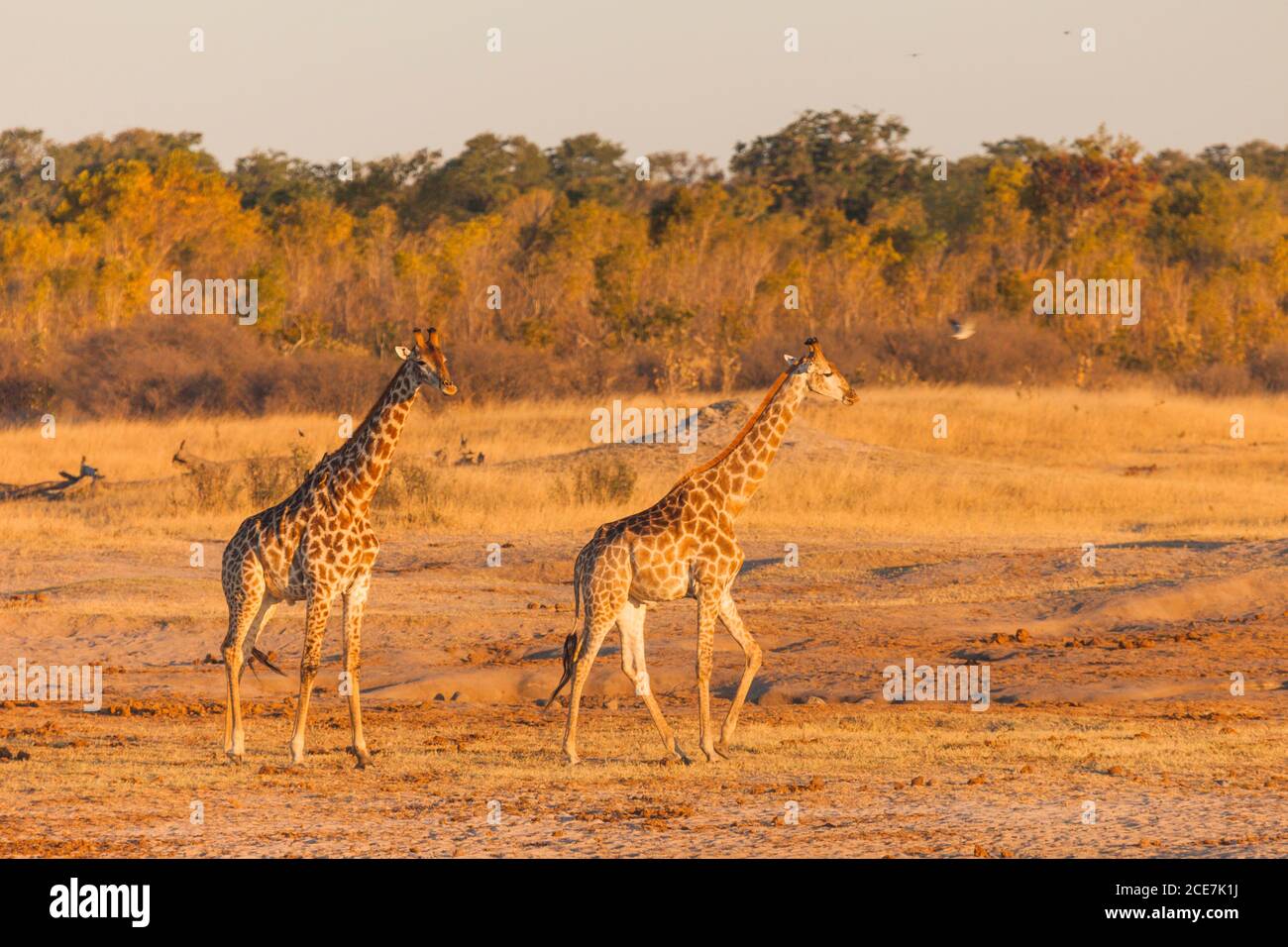 Giraffe a piedi dal buco d'acqua, sera, Parco Nazionale di Hwange, Matabeleland Nord, Zimbabwe, Africa Foto Stock