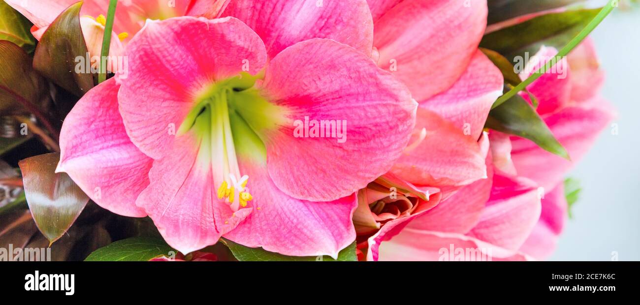 Bel fiore rosa giglio fiore macro primo piano Foto Stock