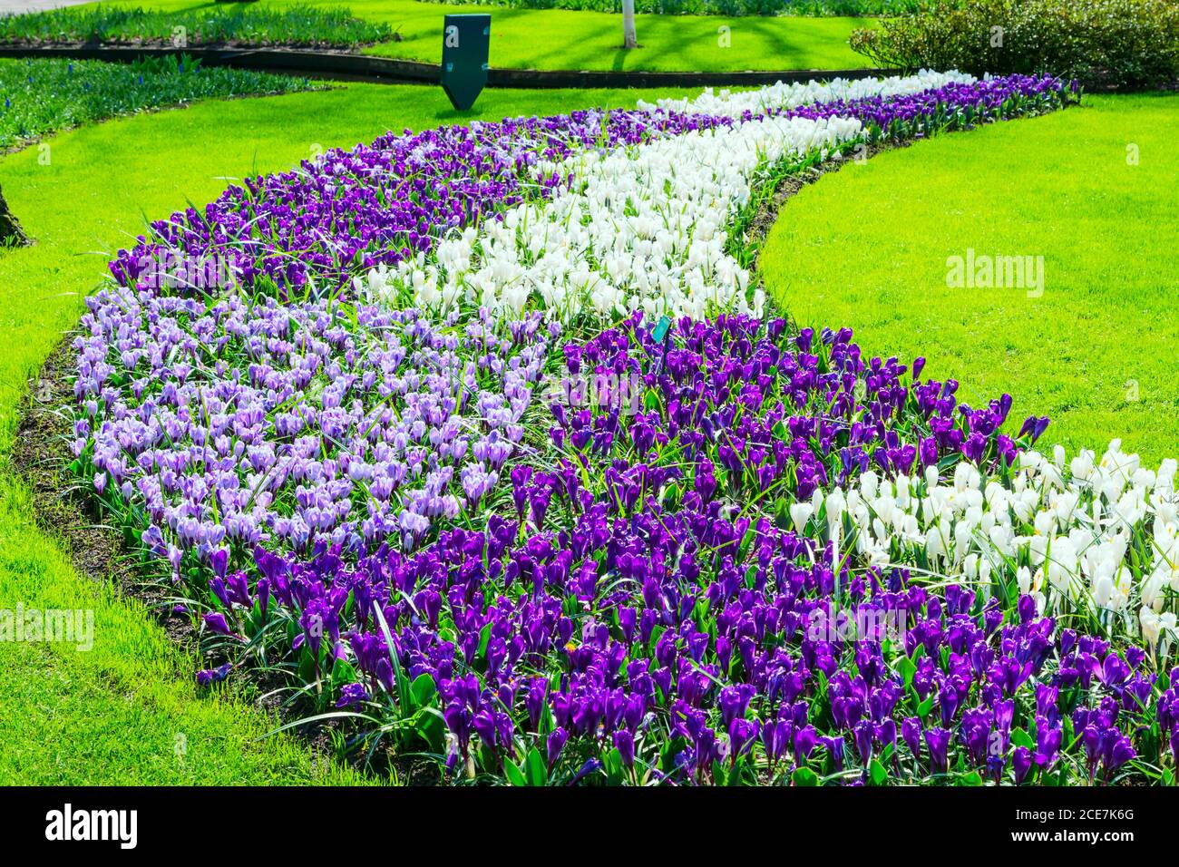 Fiori di crocus colorati fioriscono nel giardino primaverile Foto Stock