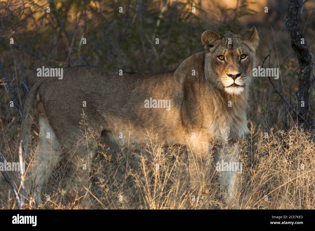 Leone in piedi nel bush, Parco Nazionale di Hwange, Matabeleland Nord, Zimbabwe, Africa Foto Stock