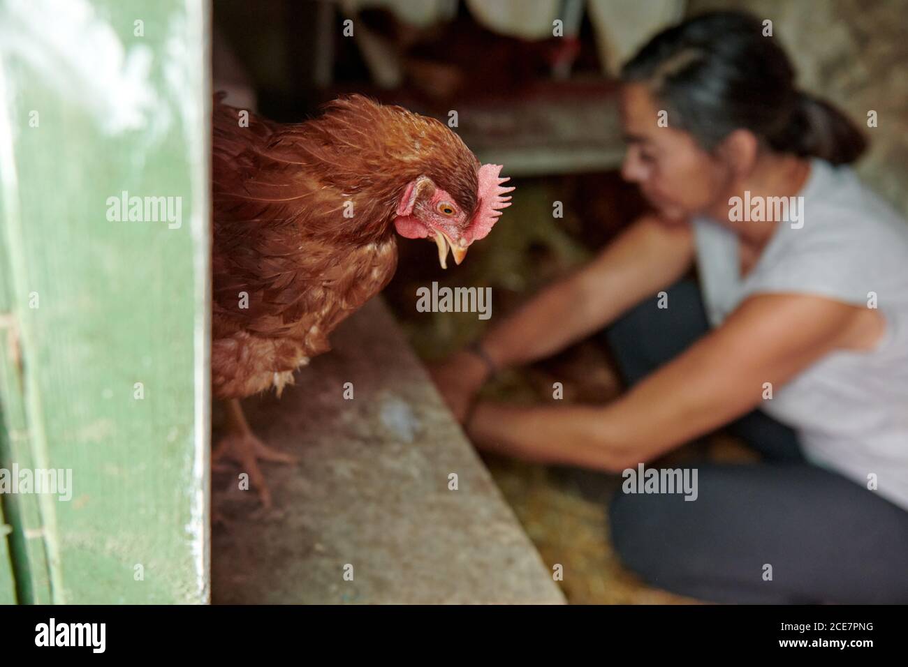 Vista laterale di agricoltore femminile in casa di gallina che raccoglie il uova di uccelli in fattoria Foto Stock