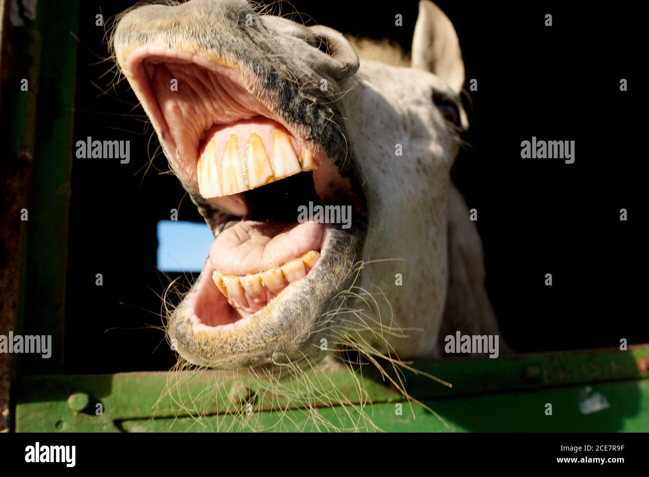 Basso angolo closeup di divertente cavallo ridendo mentre si sta in piedi stabile nella giornata di sole Foto Stock
