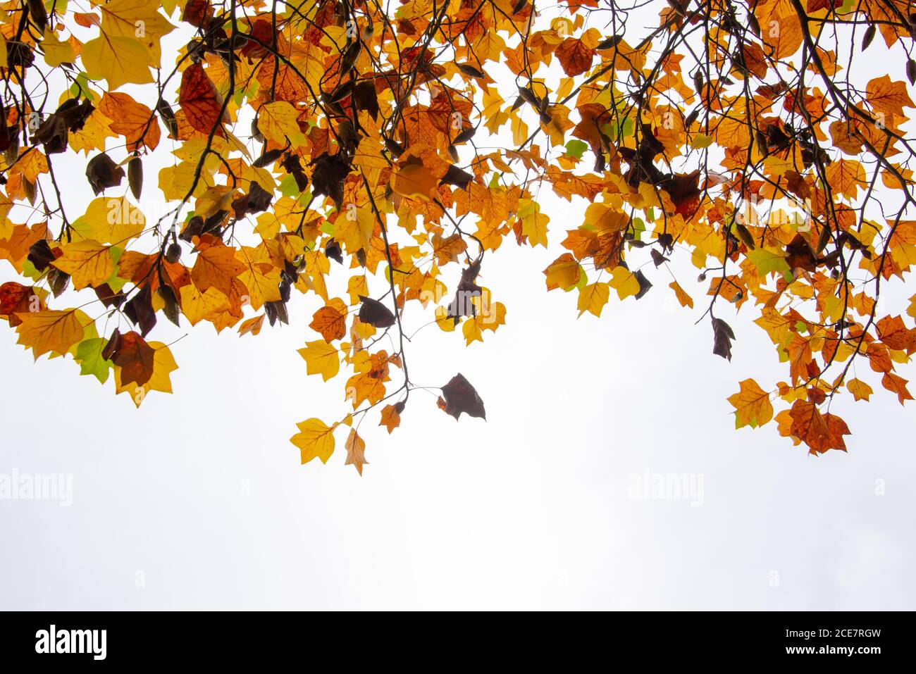 Foglie autunnali colorate su bianco con spazio per la copia. Albero e rami in autunno sfondo. Foto Stock