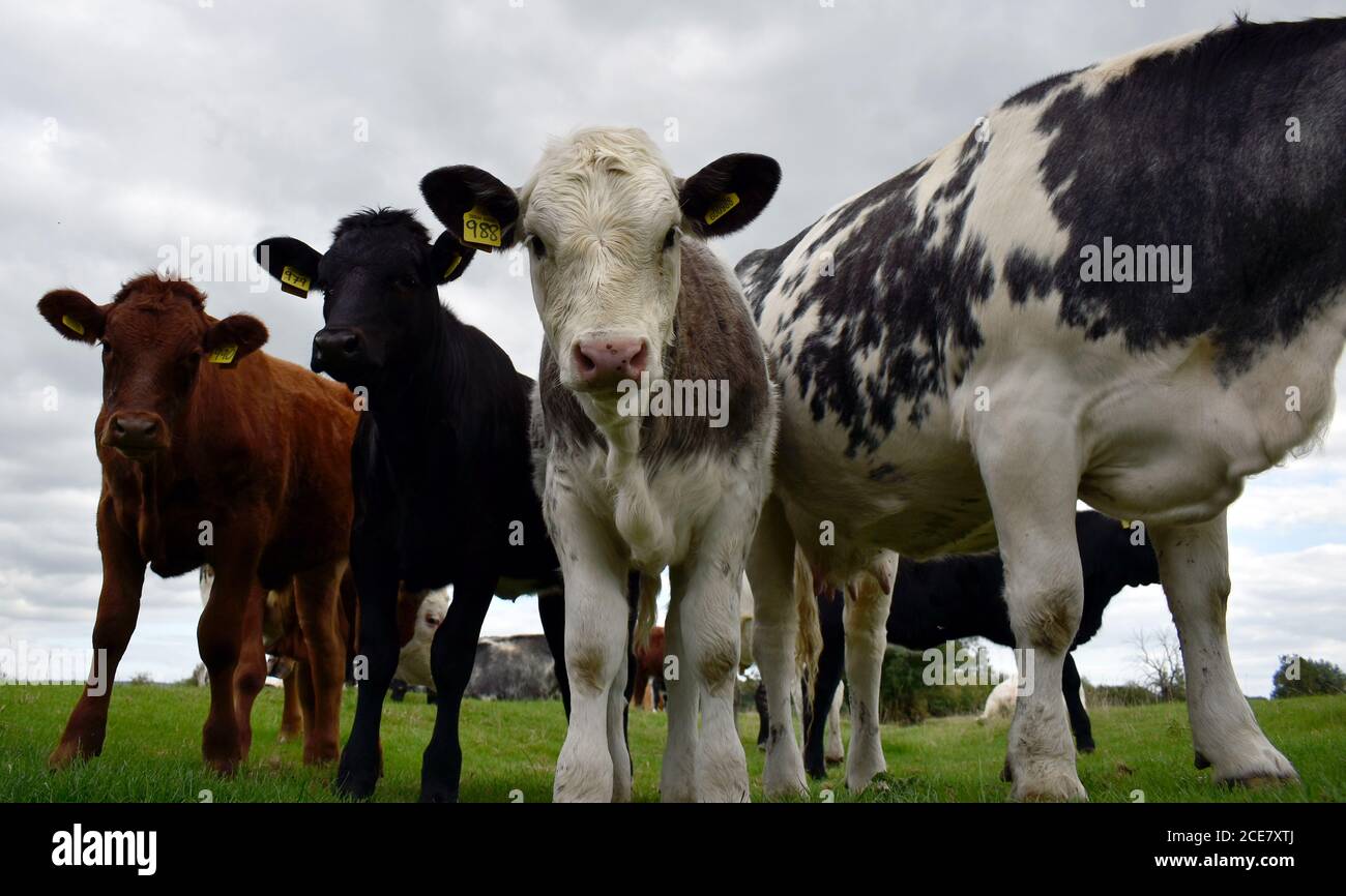Gruppo di giovani vitelli di vacca, marroni, neri e grigi con le etichette di identificazione del bestiame nelle loro orecchie in piedi su terreni agricoli nel Buckinghamshire Inghilterra. Foto Stock