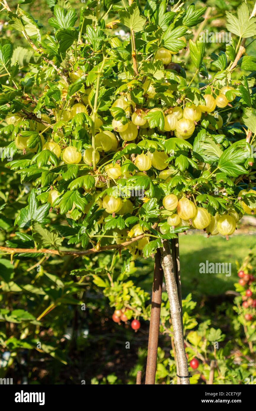 Cespuglio di uva spina con bacche quasi mature nel giardino, in Germania Foto Stock