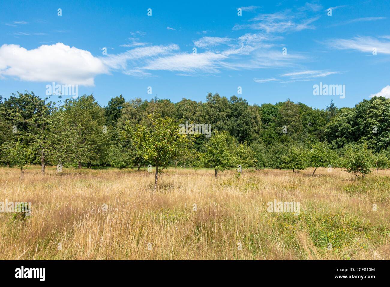 Frutteto prato nel Niendorfer Gehege, Amburgo, Germania, estate 2020 Foto Stock