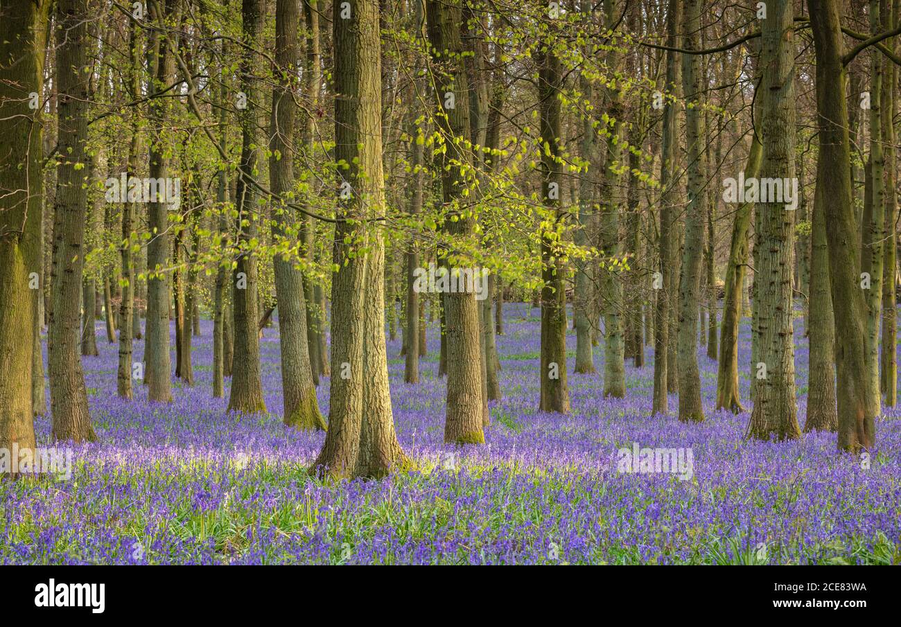 Una bella moquette primaverile di Bluebells nella campagna britannica. Foto Stock