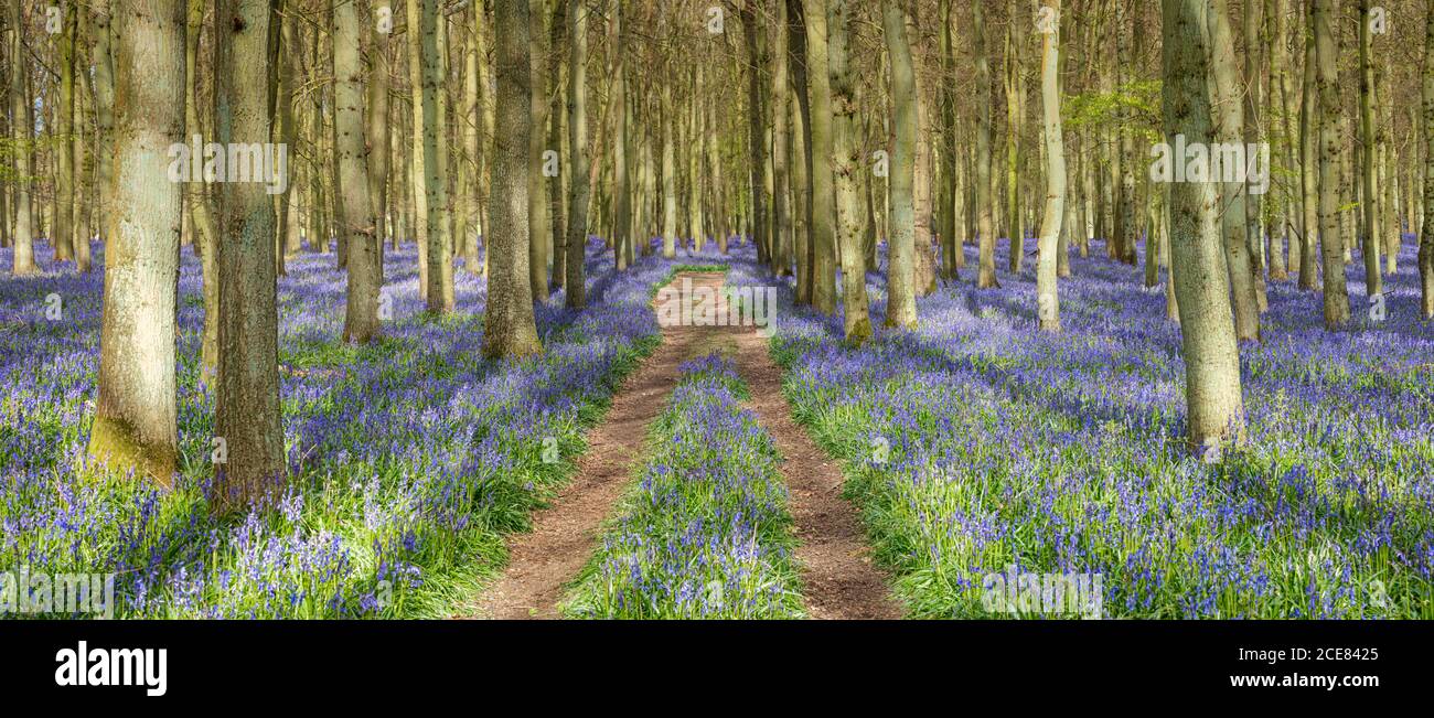 Una bella moquette primaverile di Bluebells nella campagna britannica. Foto Stock