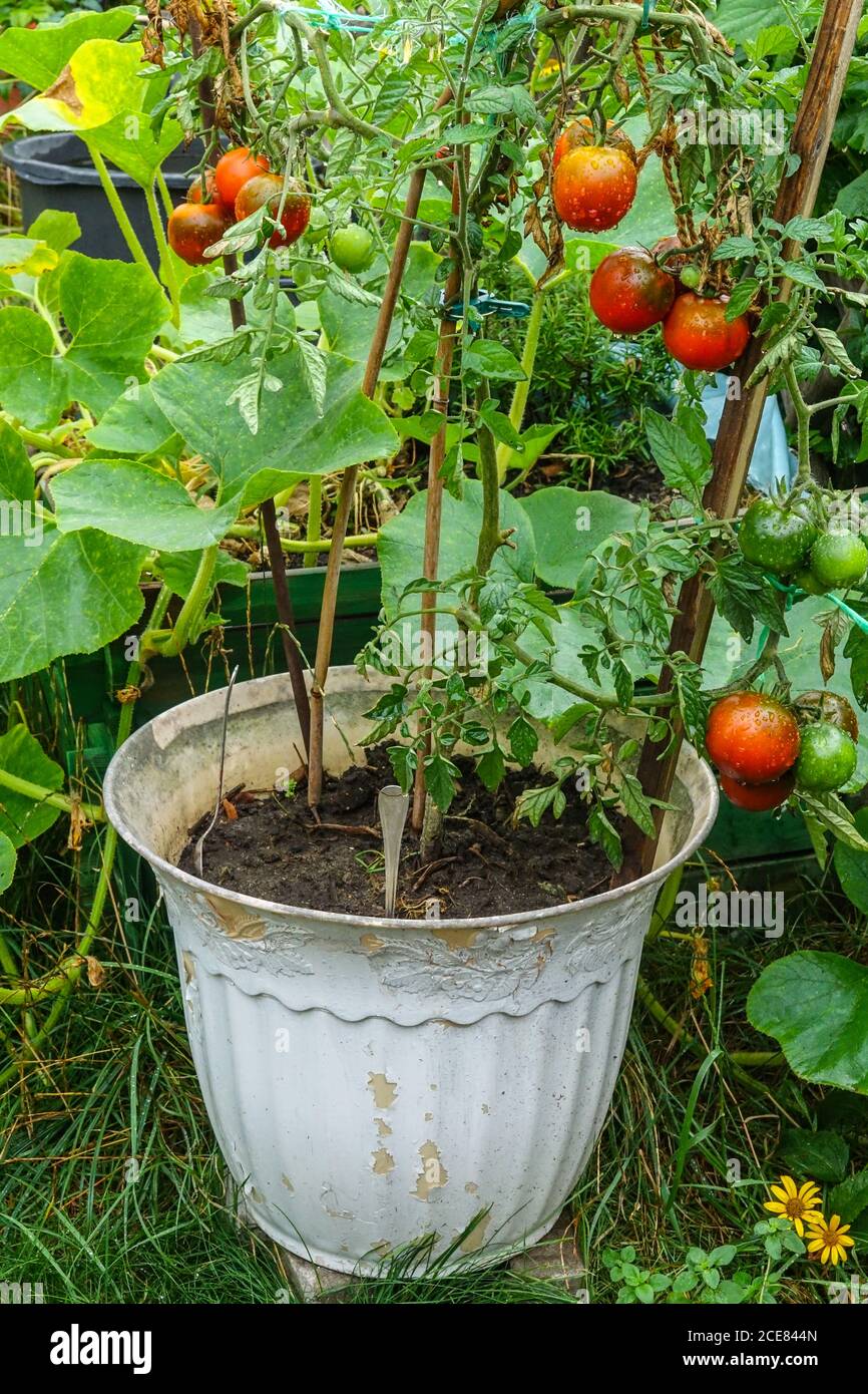 Pomodori in pentola Solanum lycopersicum pot Plant Foto Stock
