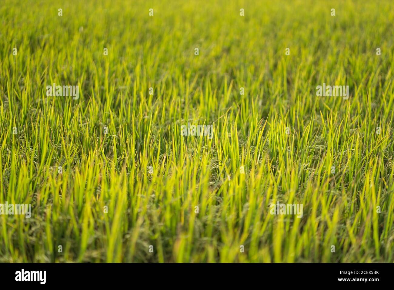 Vista pittoresca del campo di riso verde Foto Stock