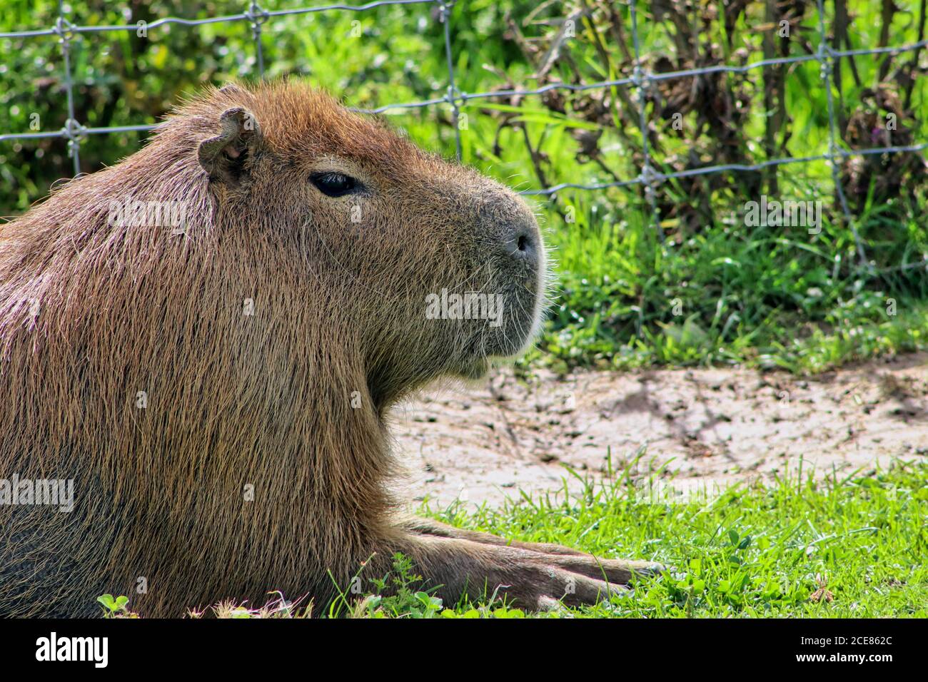 Nutria Foto Stock