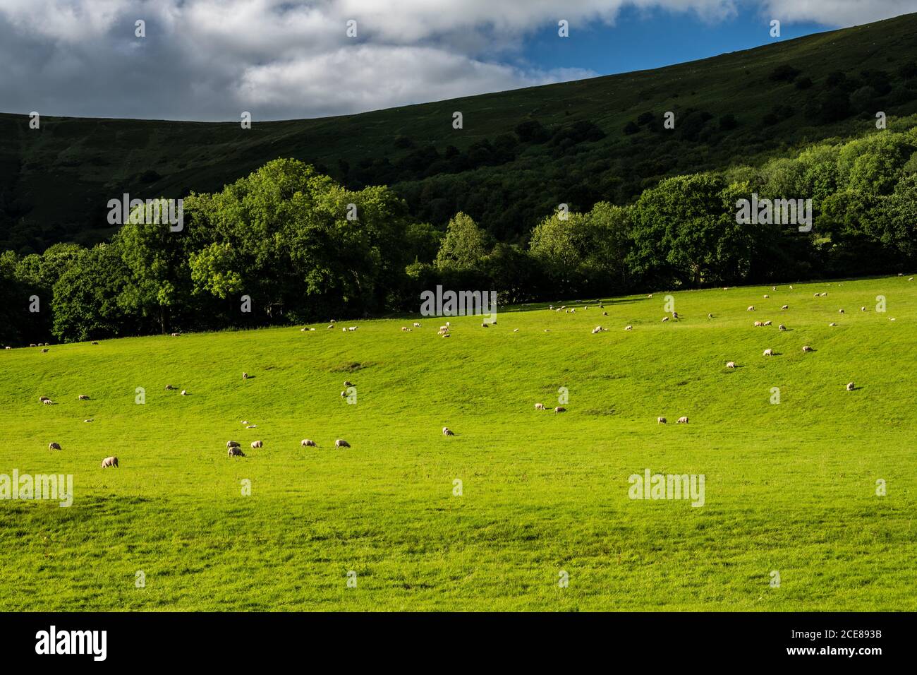 Pecore pascolano sul pascolo nella valle vale di Ewyas sotto il crinale di Hatterrall delle montagne nere a Llanthony nel Galles del sud. Foto Stock