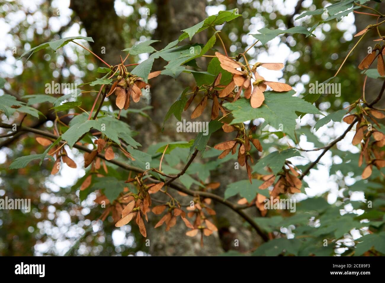 Acero alato semi acer pseudoplatanus Vista sinistra Foto Stock