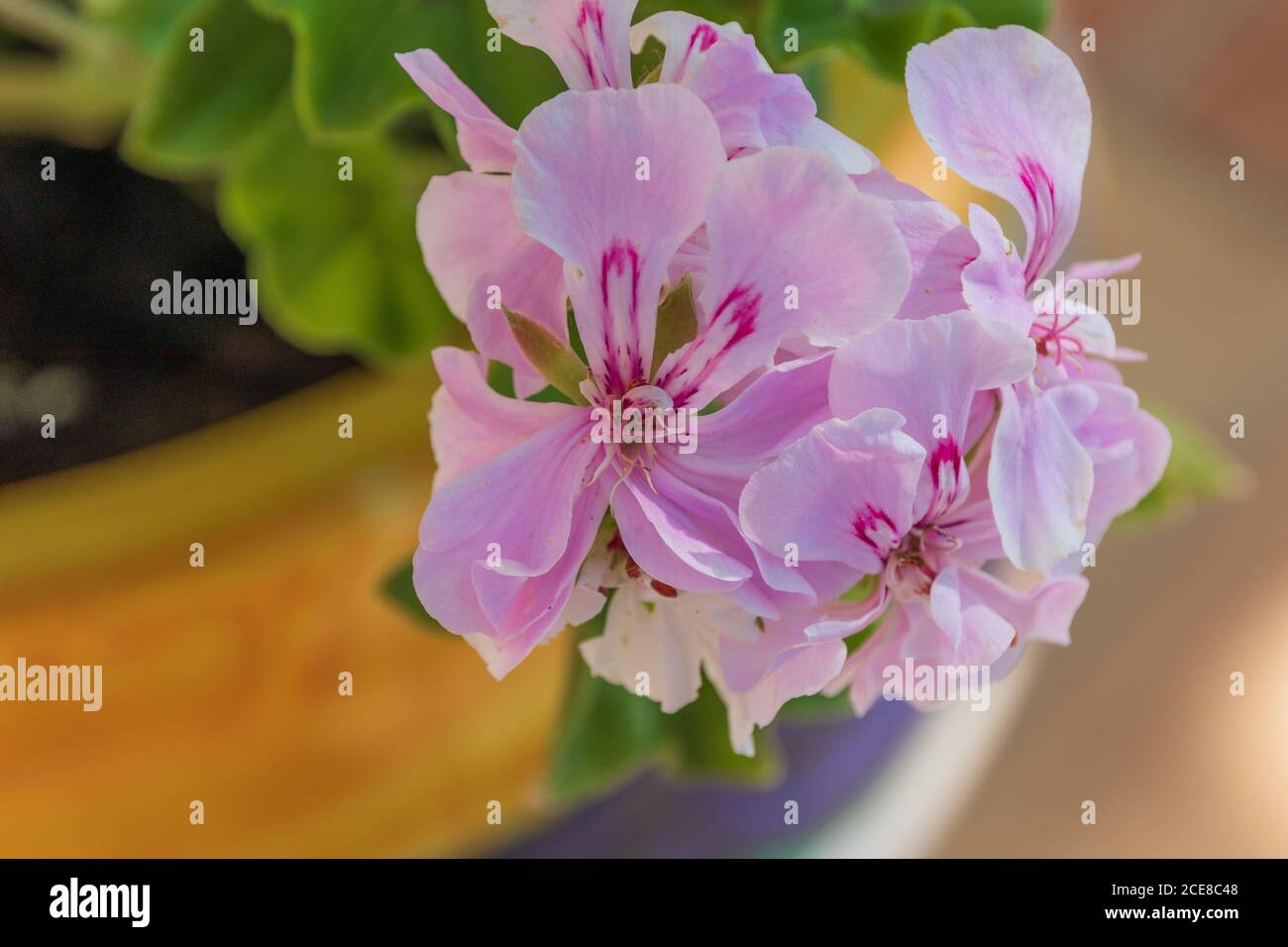 Pelargonium sp. Fiori rosa in una pentola Foto Stock