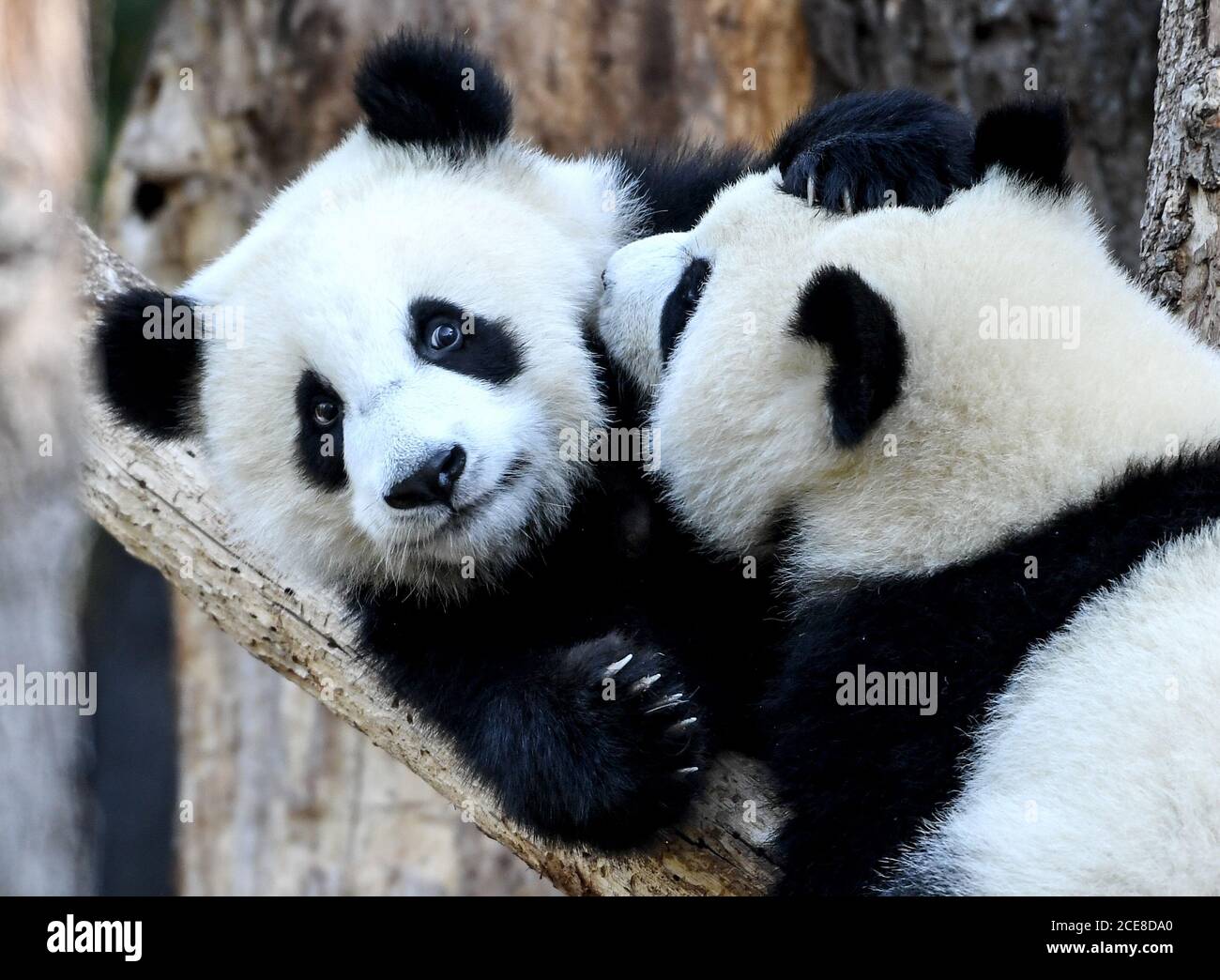 Berlino, Germania. 17 agosto 2020. I due Pit e Paule suonano e coccolano nel loro recinto nello Zoo di Berlino. Girano un anno. Sono i primi panda nati in Germania. Credit: Pedersen/dpa-Zentralbild/ZB/dpa/Alamy Live News Foto Stock