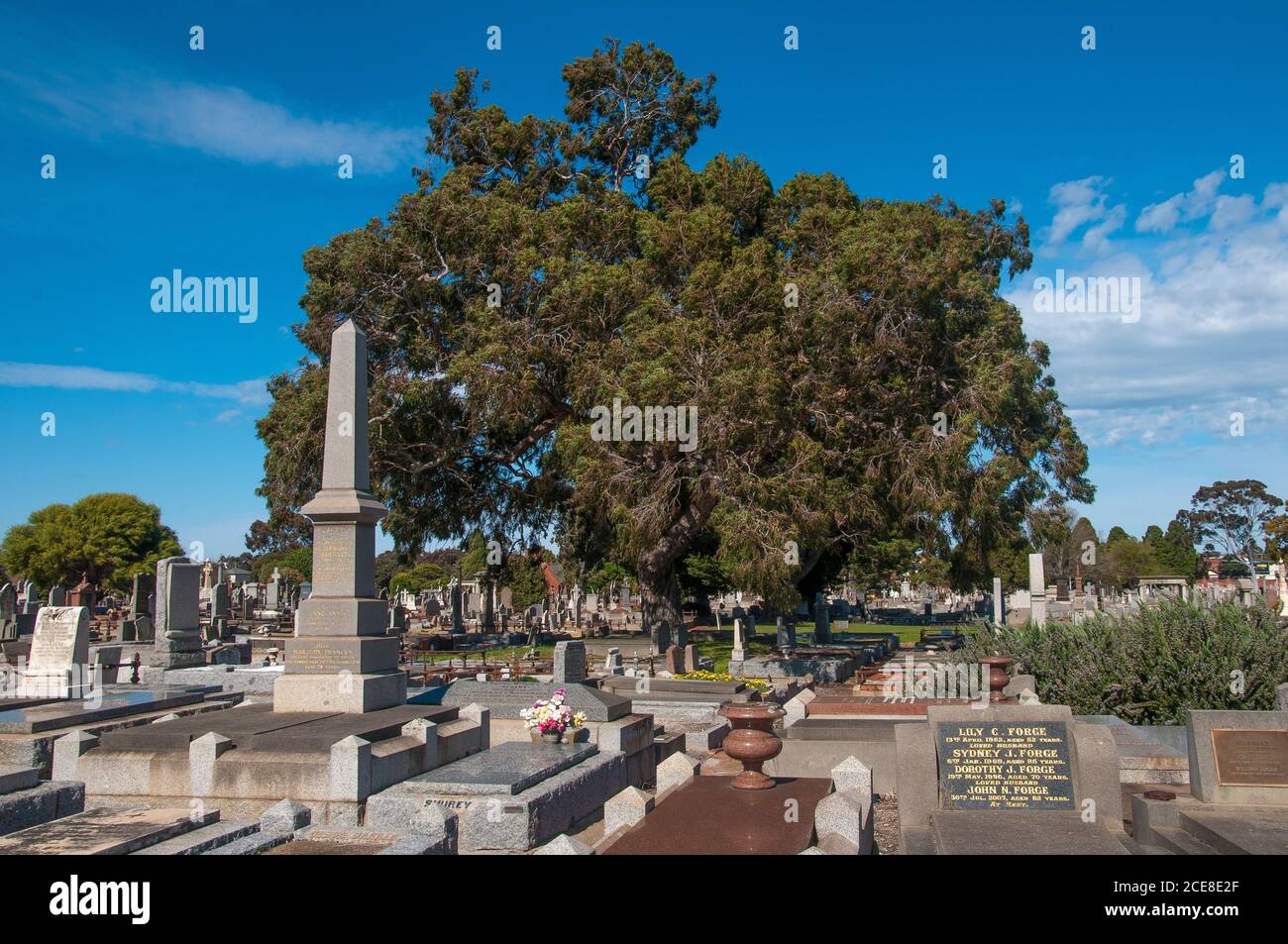 Fondato nel 1854, il cimitero generale di Brighton, in stile giardino, a Caulfield South è uno dei cimiteri più antichi e significativi di Melbourne Foto Stock