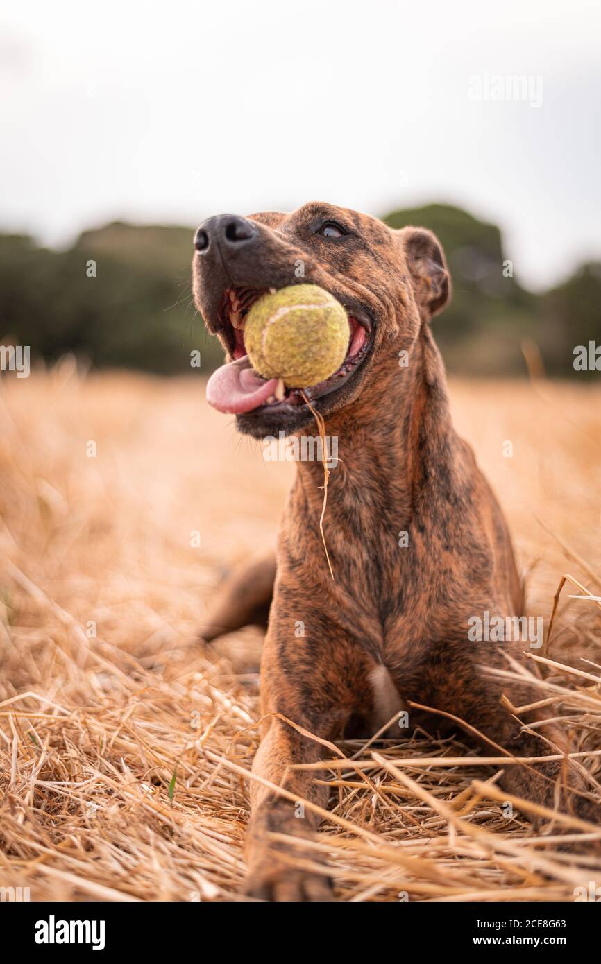 Big divertente Thai Ridgeback con cappotto liscio poggiato con la palla in bocca aperta e lingua fuori su campo con sbiadito erba in campagna nella luce del giorno Foto Stock